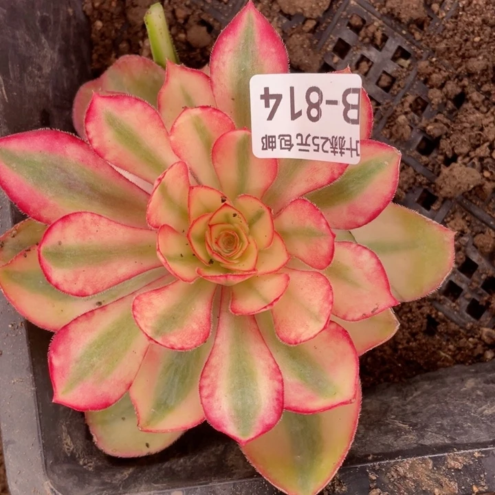 814爱丽多肉12345678