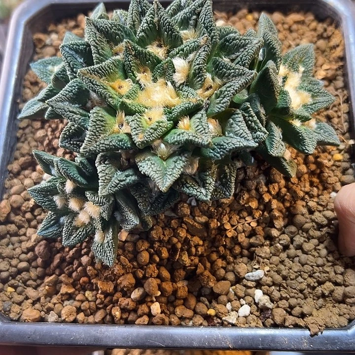 82号自根大尤博士黑14公分