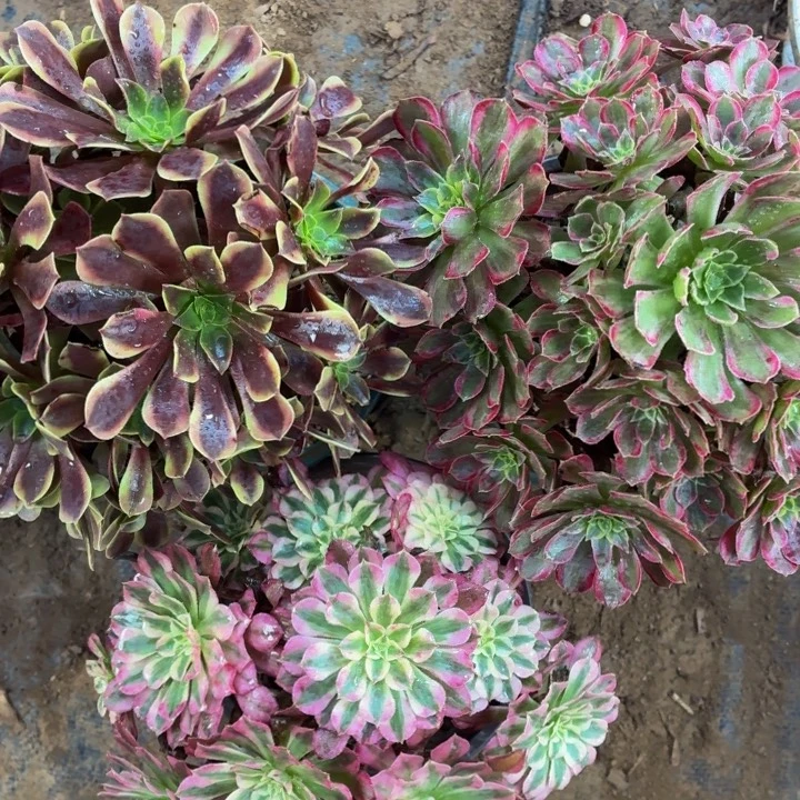 安娜欧佳丽红铜白各一棵