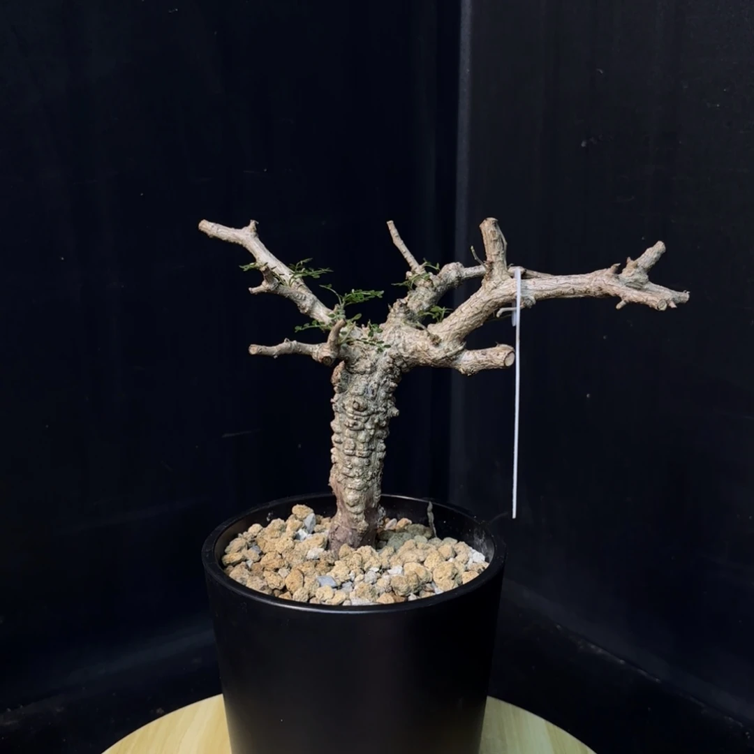 今***悔象足漆树带盆土hhh