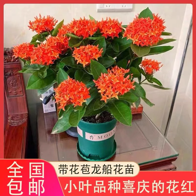 龙船花盆栽带花仙丹花水绣球花苗室内外阳台庭院植物四季开花不断