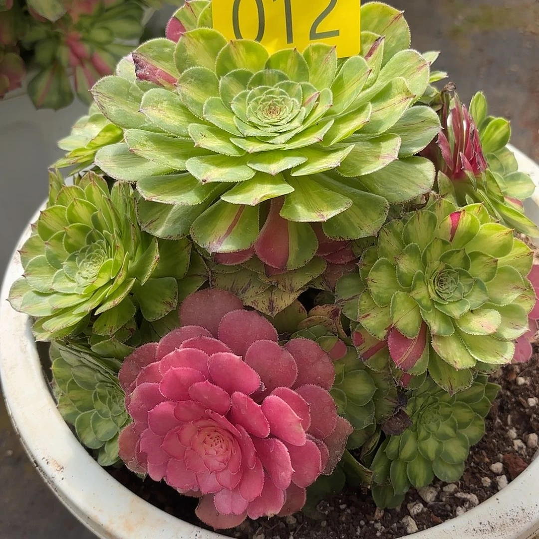 哈哈多肉植物知否012