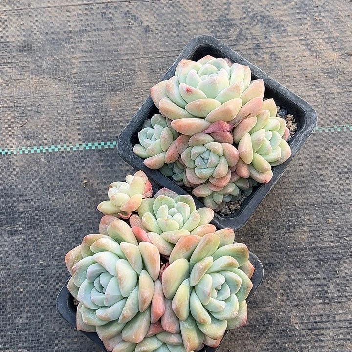 冰玉组合，两颗包邮