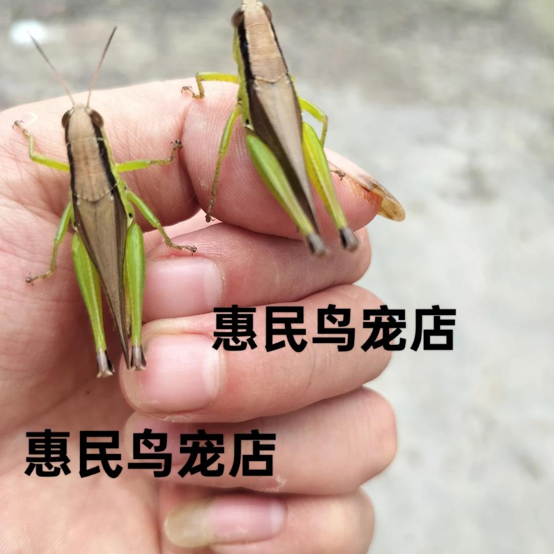 贵州野生稻蝗活体蚂蚱画眉提性壮膘丁蜢花腿草蜢鲜活钓饵野钓好料