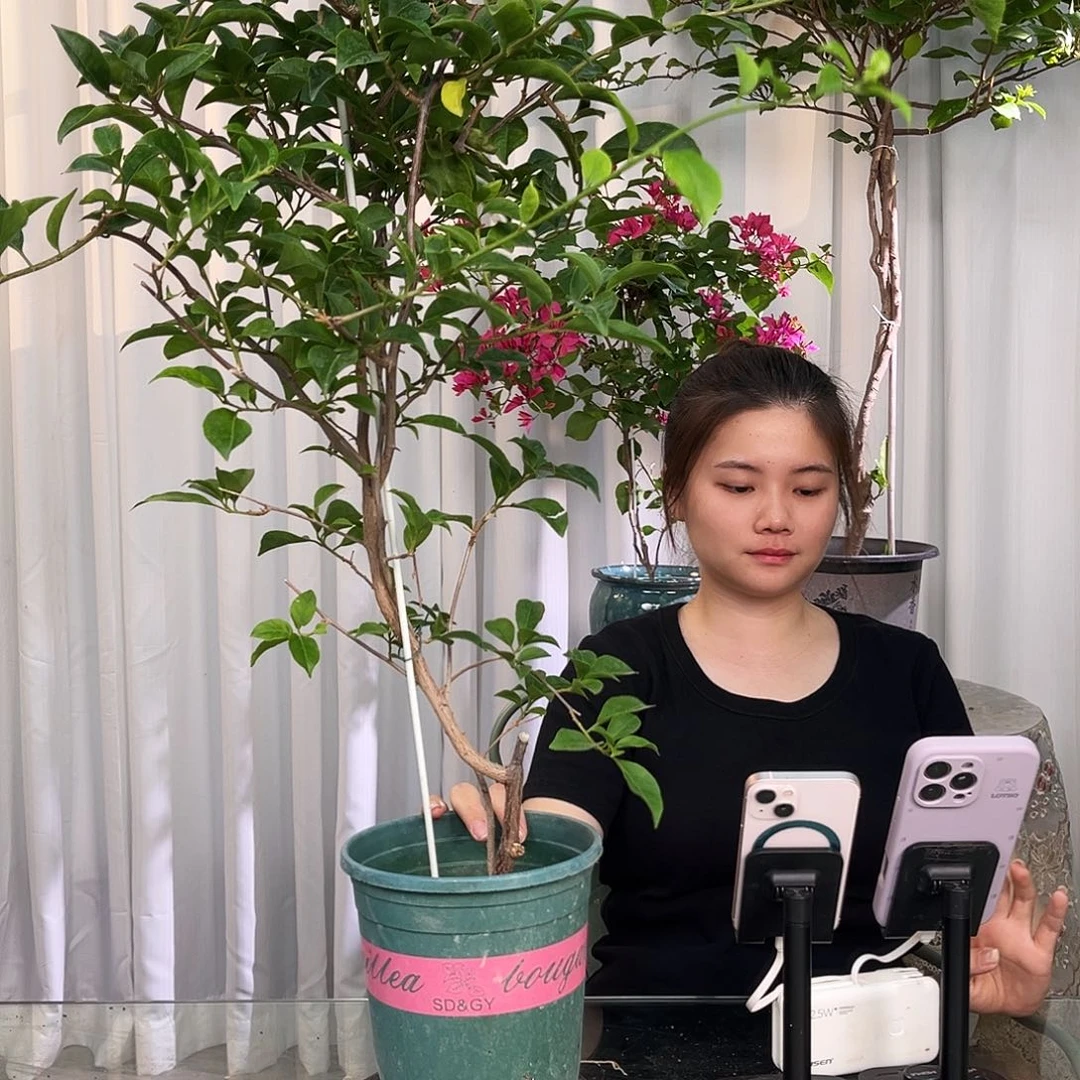 当前无花栽培后可以开花丽娜带竹一颗