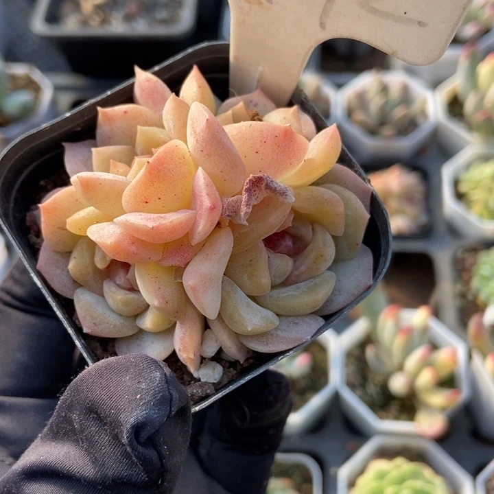 1992梦幻泡影多肉植物