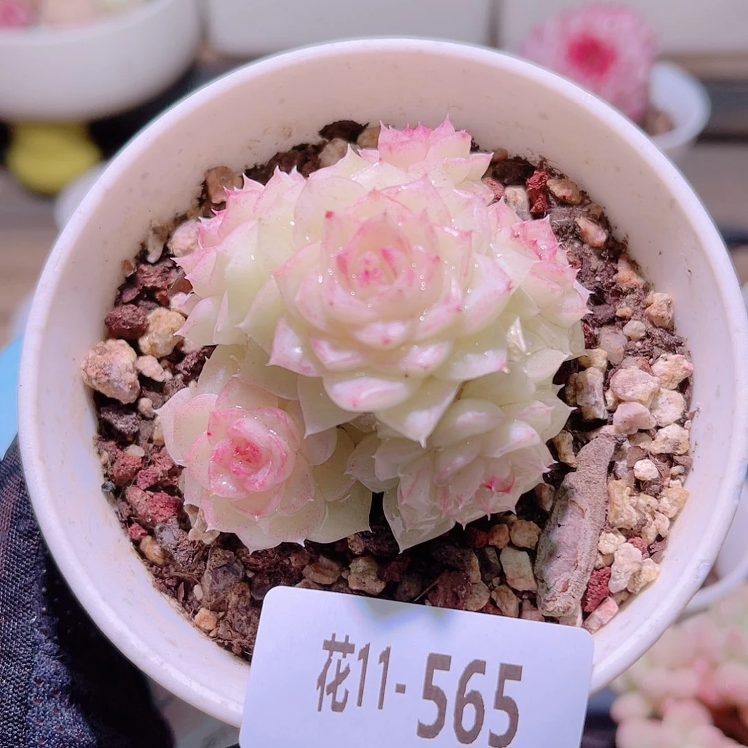 花利美11-565白天鹅