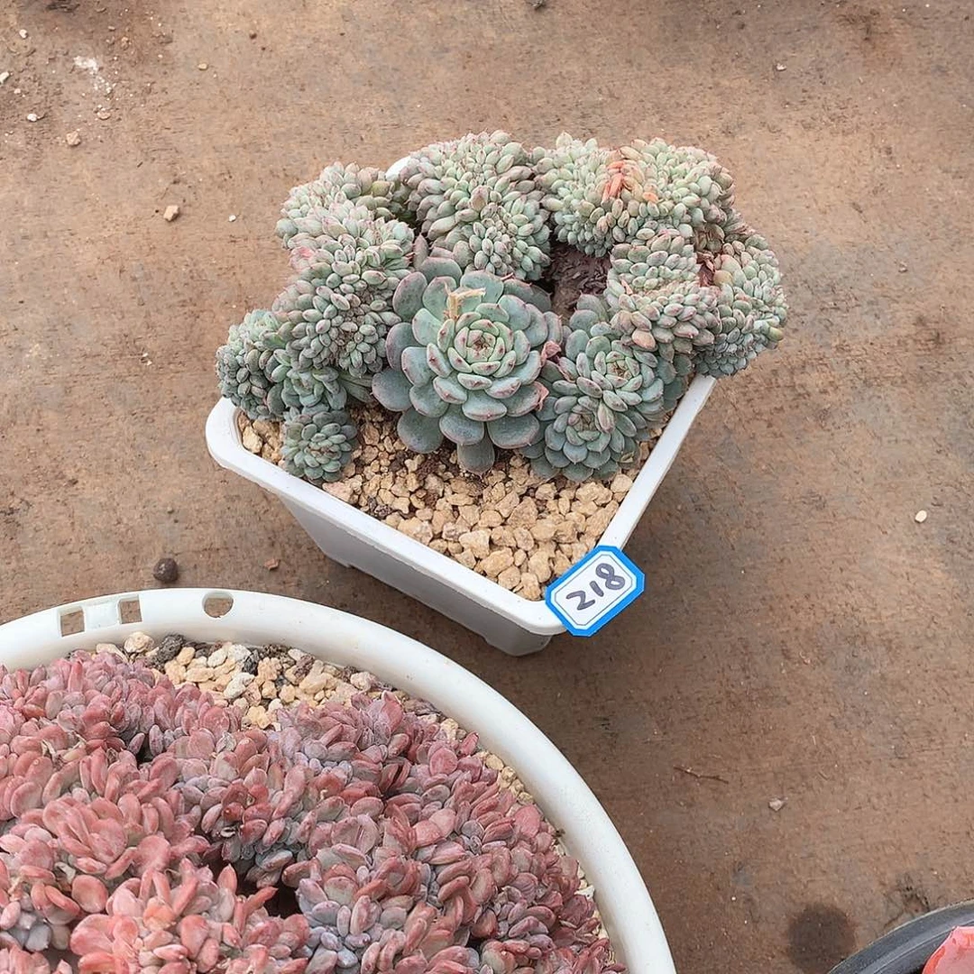 218白胖子 一物一拍多肉