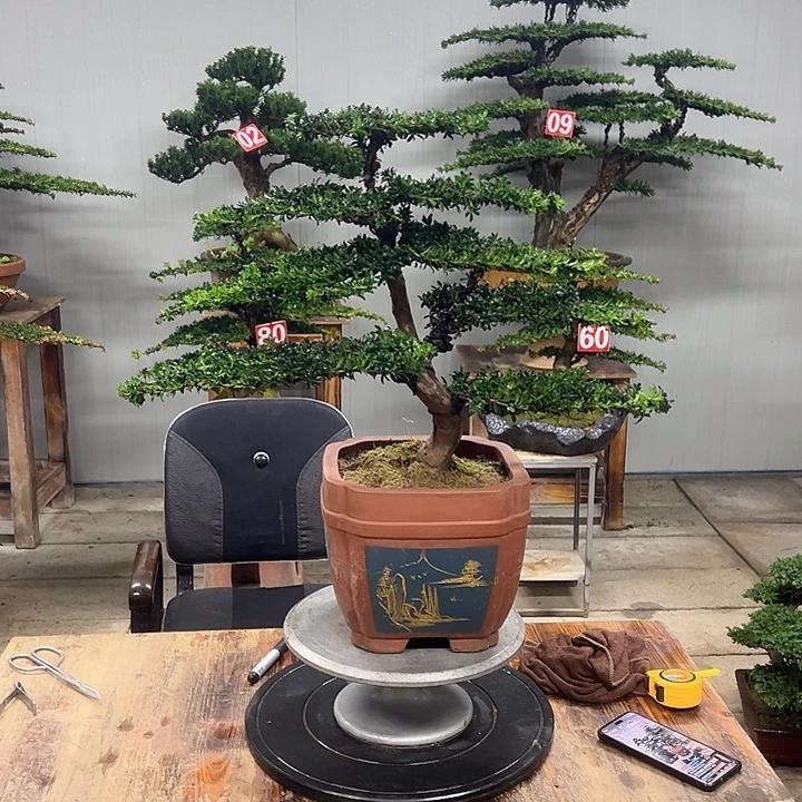 无花朵红芽珍珠罗汉松