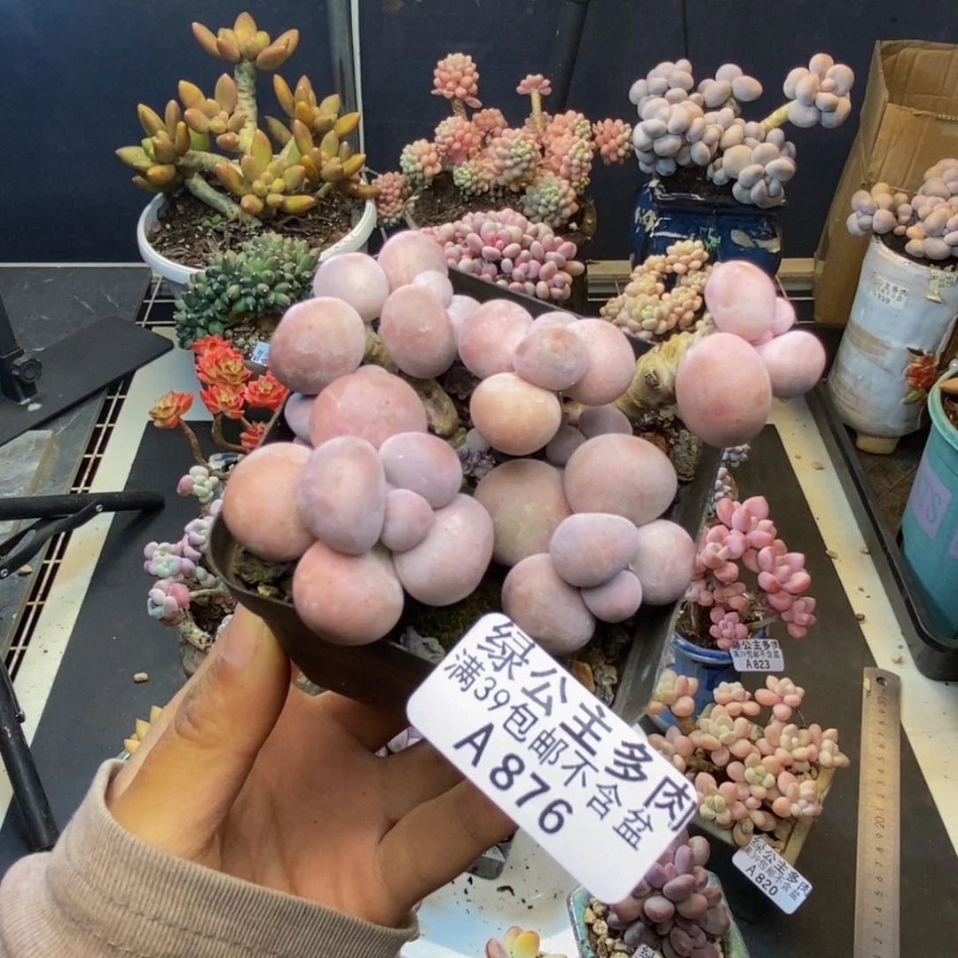 876芭比奶多肉7c m