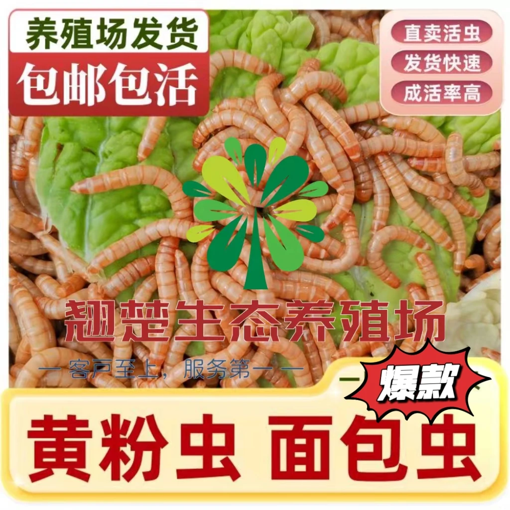 活面包虫活饵黄粉虫蛋白虫钓鱼饵料鱼鸟粮龟粮鼠粮鸡粮守宫爱吃