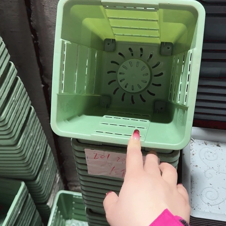 编号201果绿无托10个