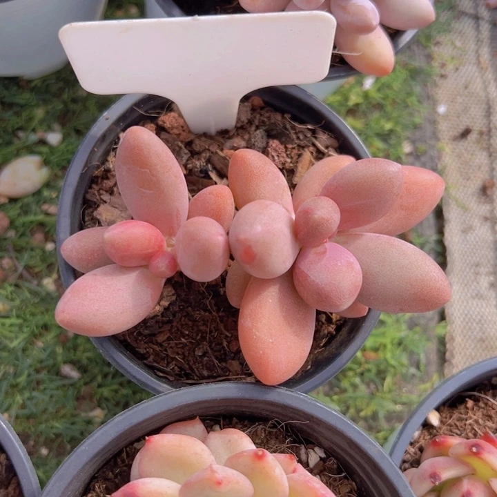 健健康康平平安安