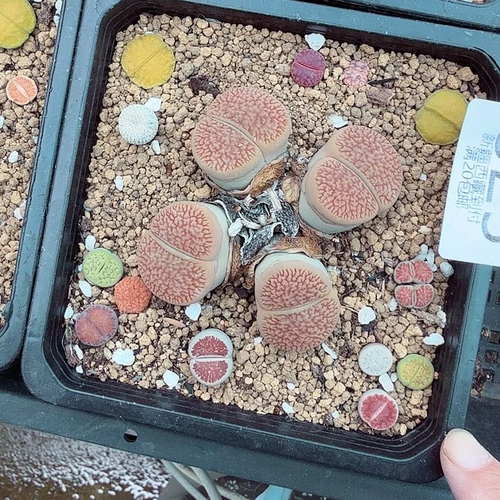 不能给她打吗525这个