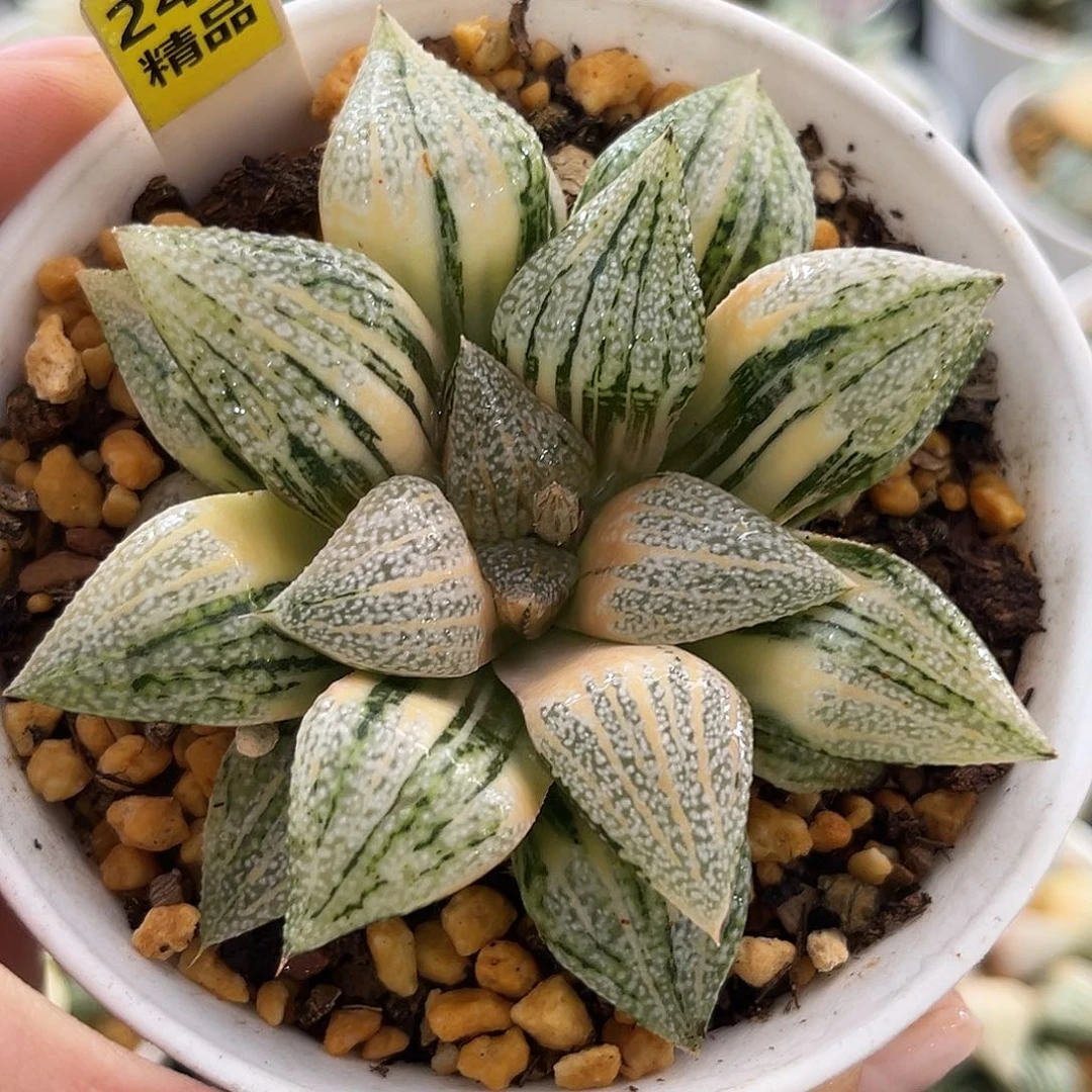 249实生尖叶白银寿锦