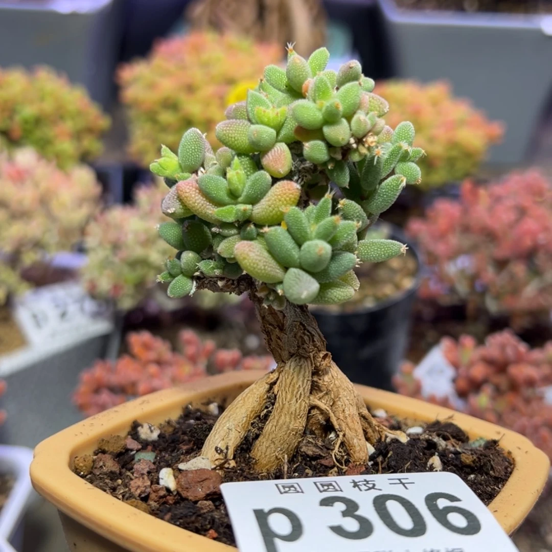 【闪购商品】J****sp306提根实生小玉米送盆