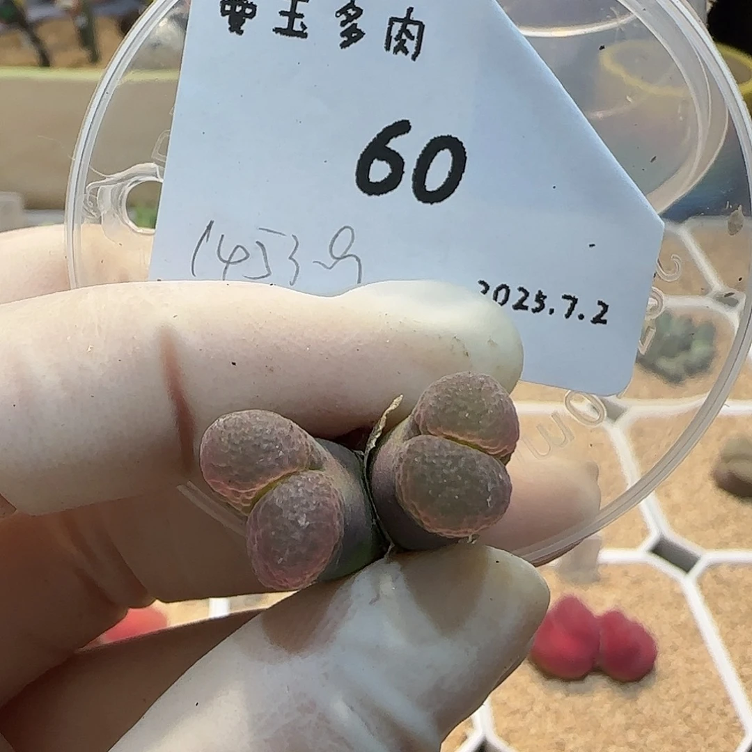 周***条多肉多肉多肉7.2-060