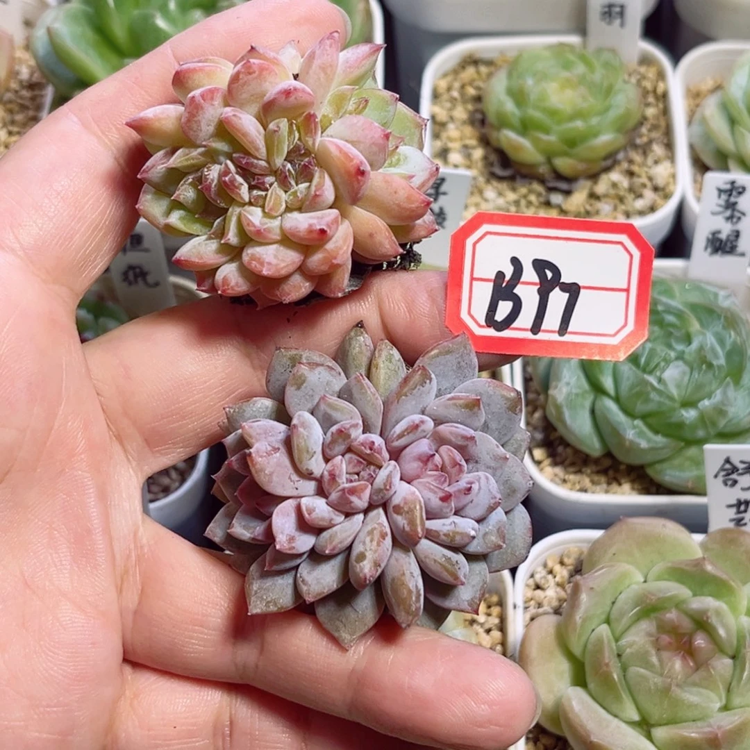 왕***일B97 一物一拍 冰魄缀、星星缀