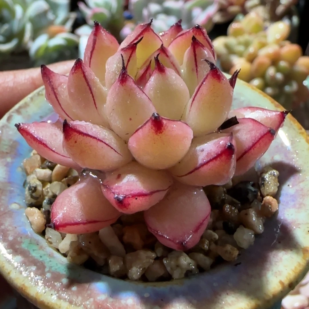 多肉毒植物麦杆杂蔬菜钠苏珊娜