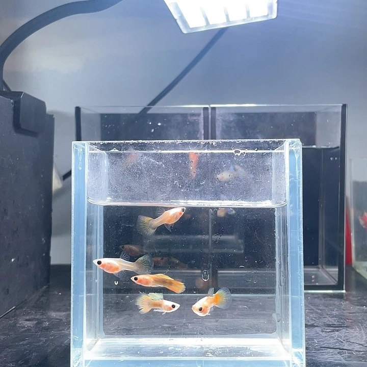 孔雀鱼5条黄金黄金玻璃猫