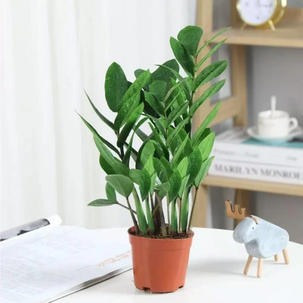 金钱树竹子盆栽钱串子耐旱植物室内客厅办公室绿植水培竹子绿植