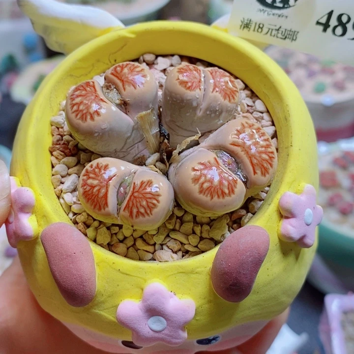 生石花花花花花花花489
