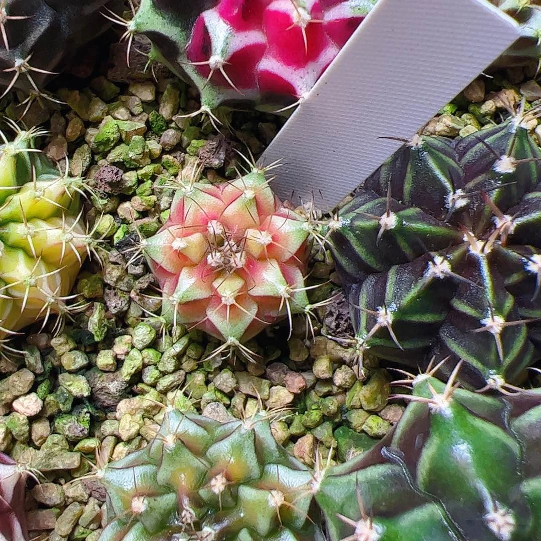 ****当前无花栽培后可以开花324