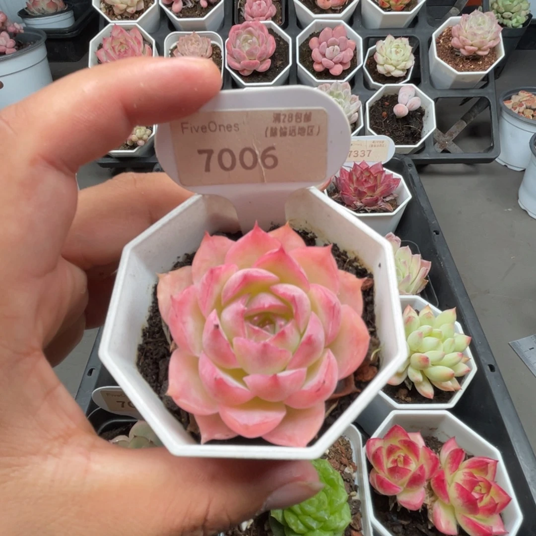 7006卡琳娜5.0厘米