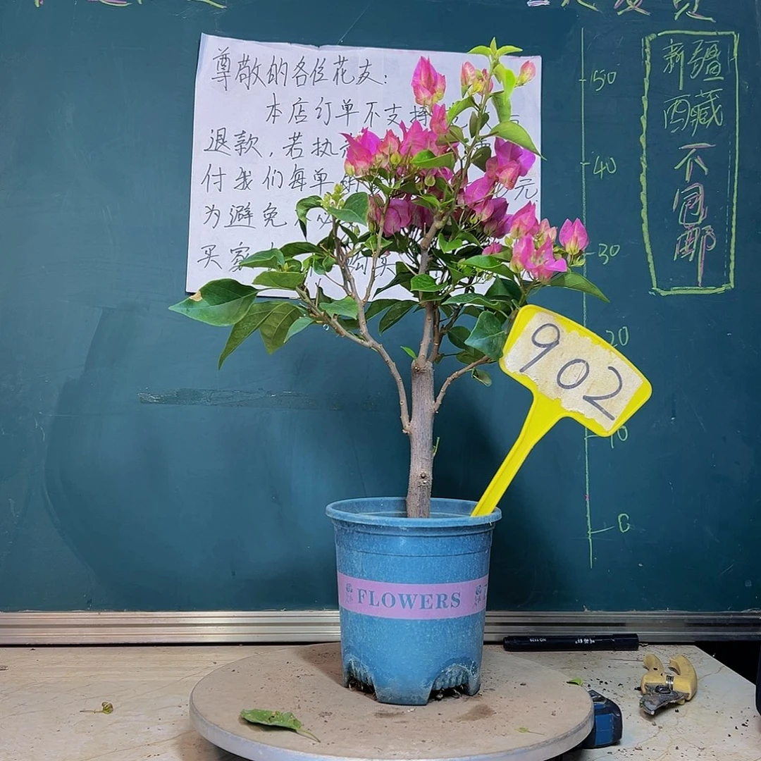 当前无花栽培后可以开花粗杆 比芭粉 902