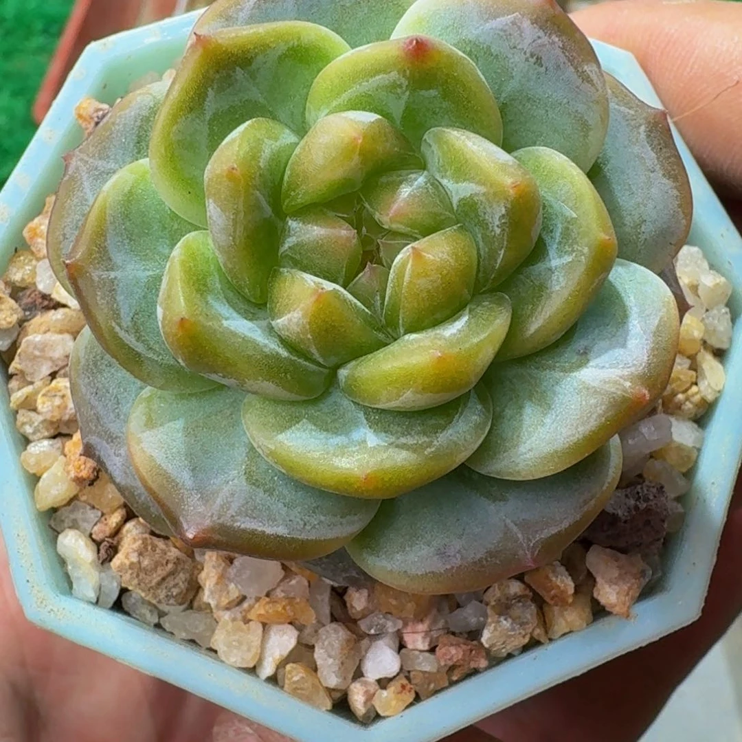 0005多肉糖心。脱土发货