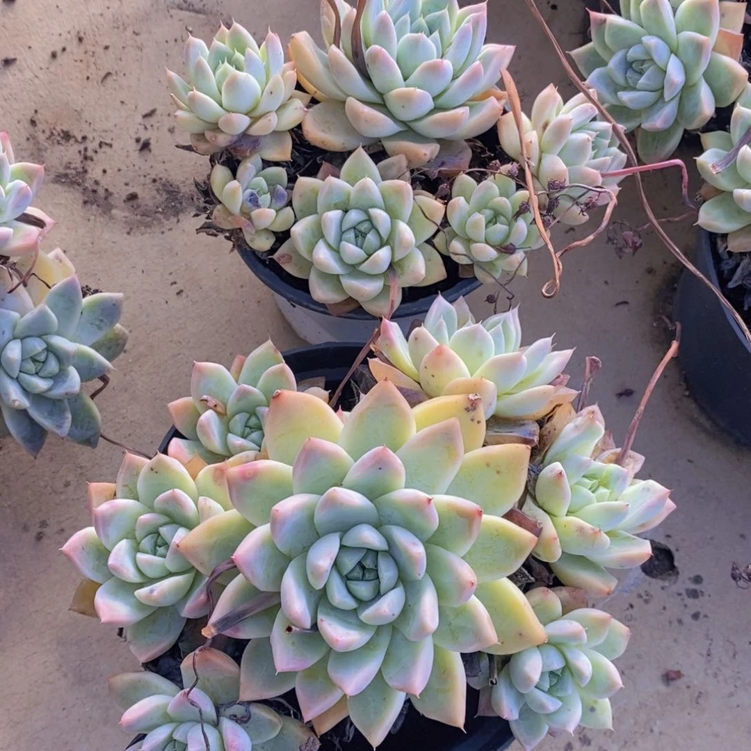 冰山美人四头起发两盆