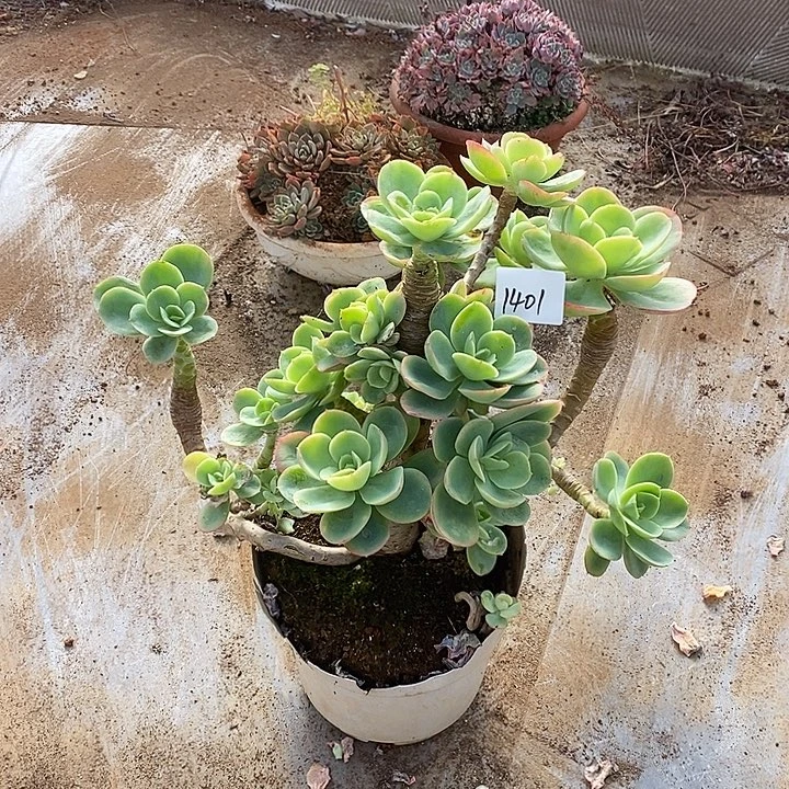 岁***好2025–1401骑兵碧桃