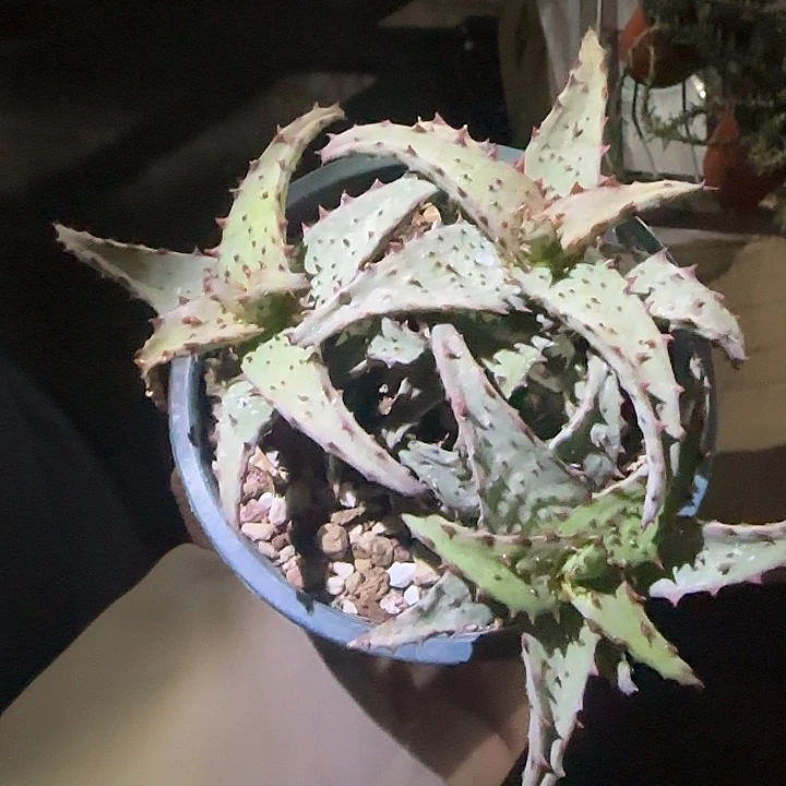 卡莎地多肉植物多肉植物