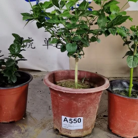 大部分花苞少量开放鸿