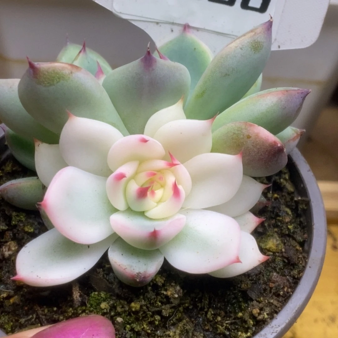 956哈哈哈哈哈哈日