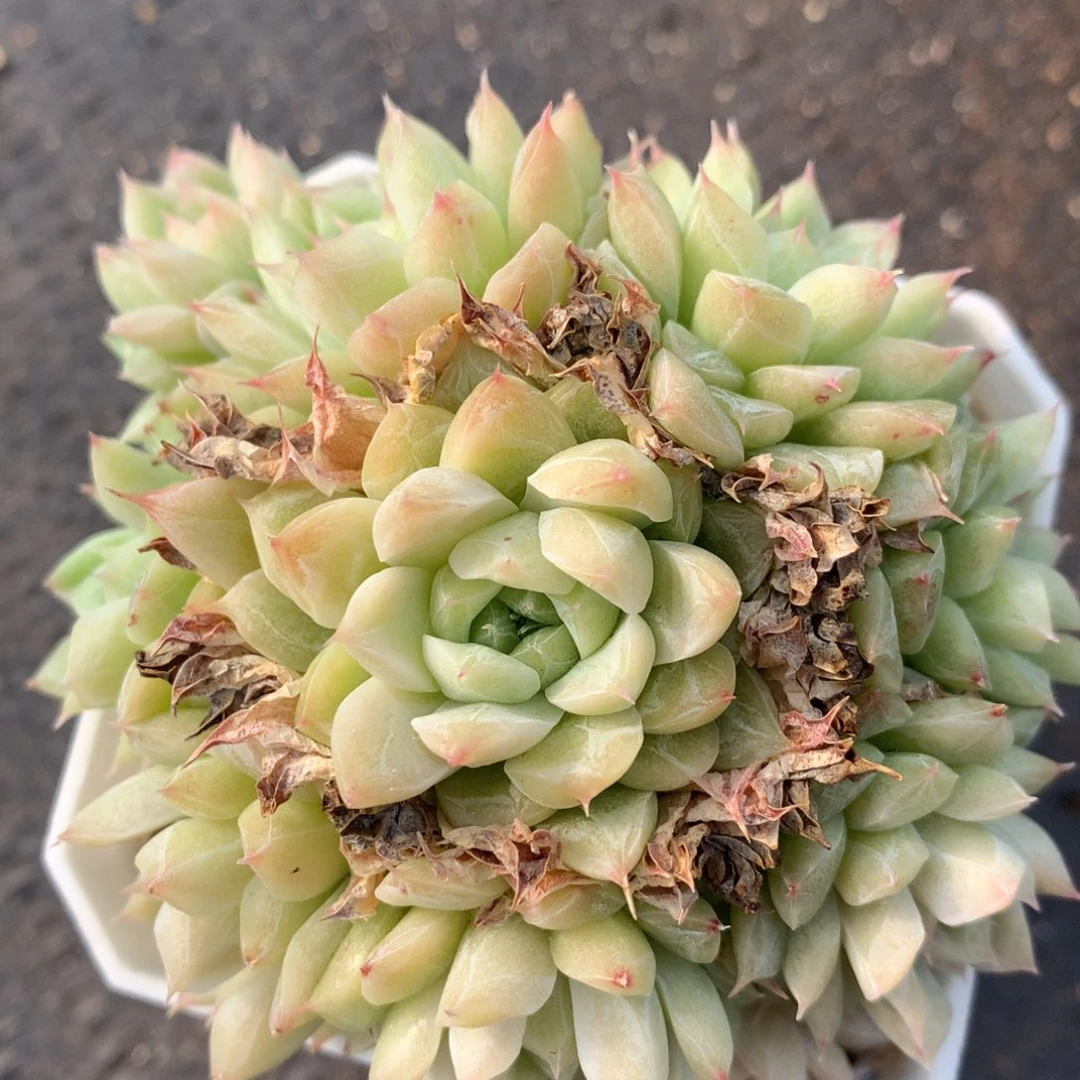 0203-61 女王玫瑰