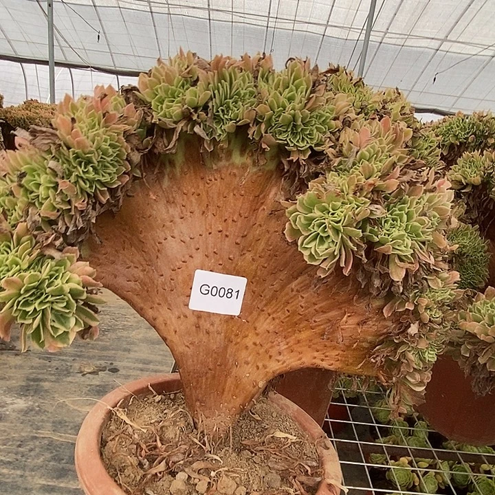闪购法师1棵白凤缀