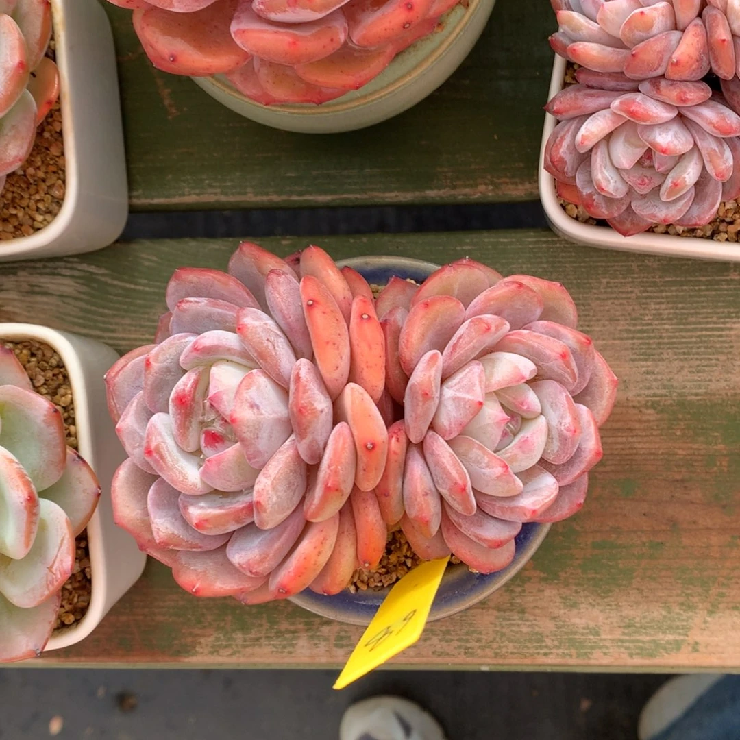 双头 橙梦露 一颗