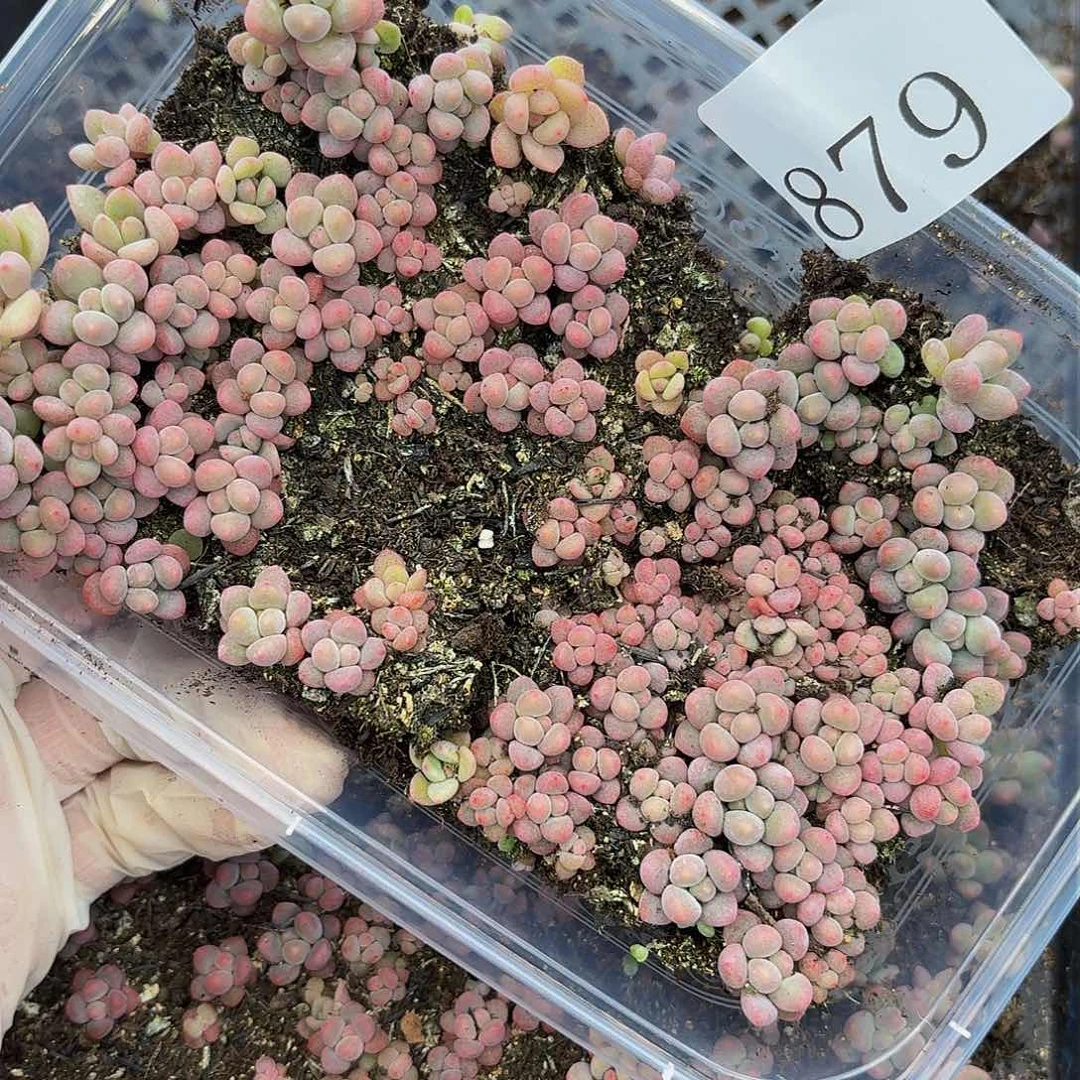 多肉植物多肉植物879