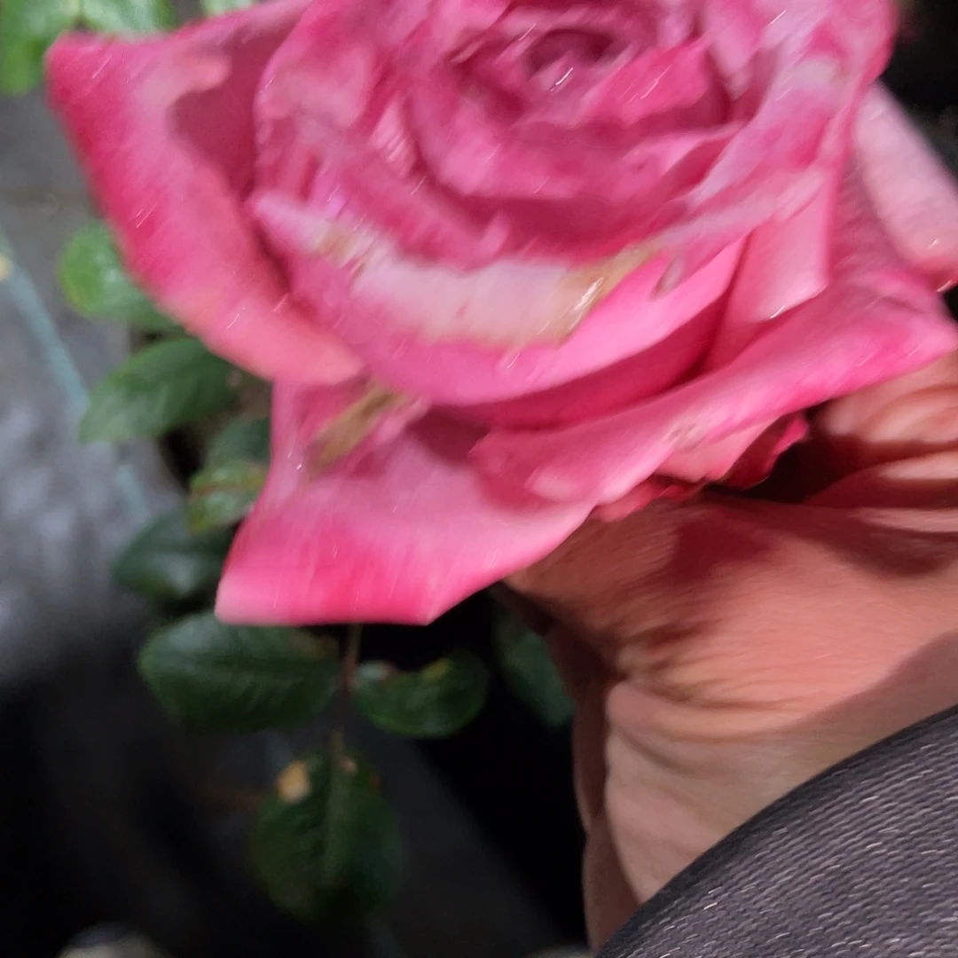 无花朵——-海洋布蕾滋 福利款