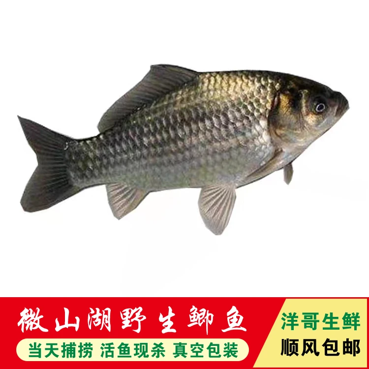 微山湖野生【鲫鱼5斤】鲜活现杀炖汤/红烧/油炸