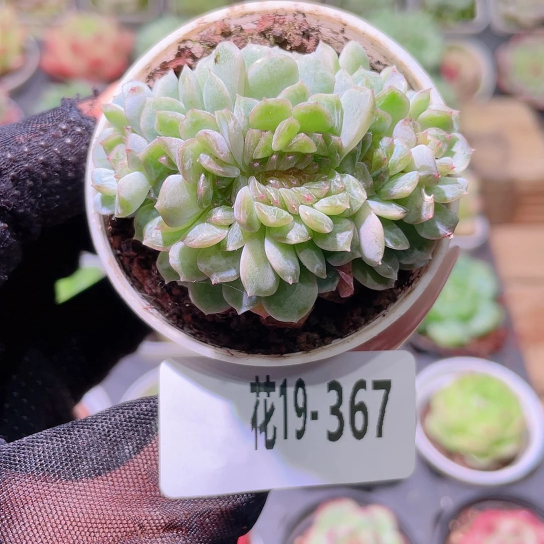 花利美19-367新品缀化