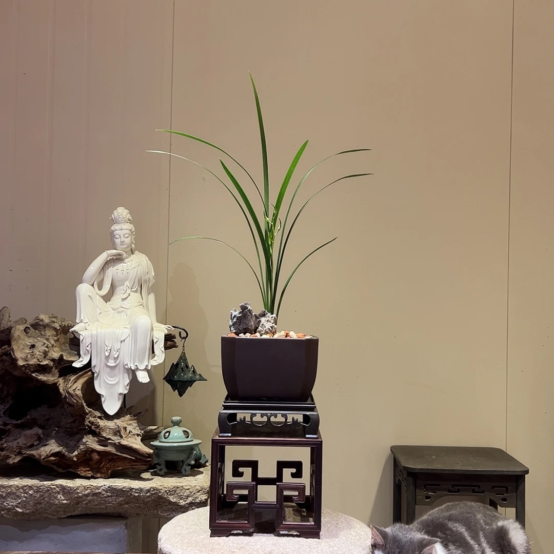 大部分花苞少量开放寒素