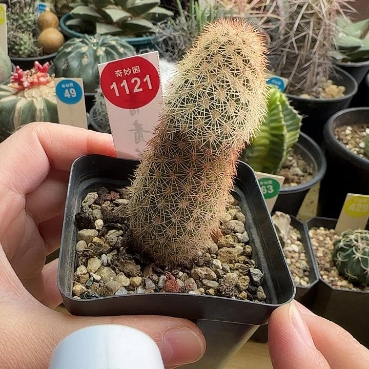 实生御旗虾一颗36877