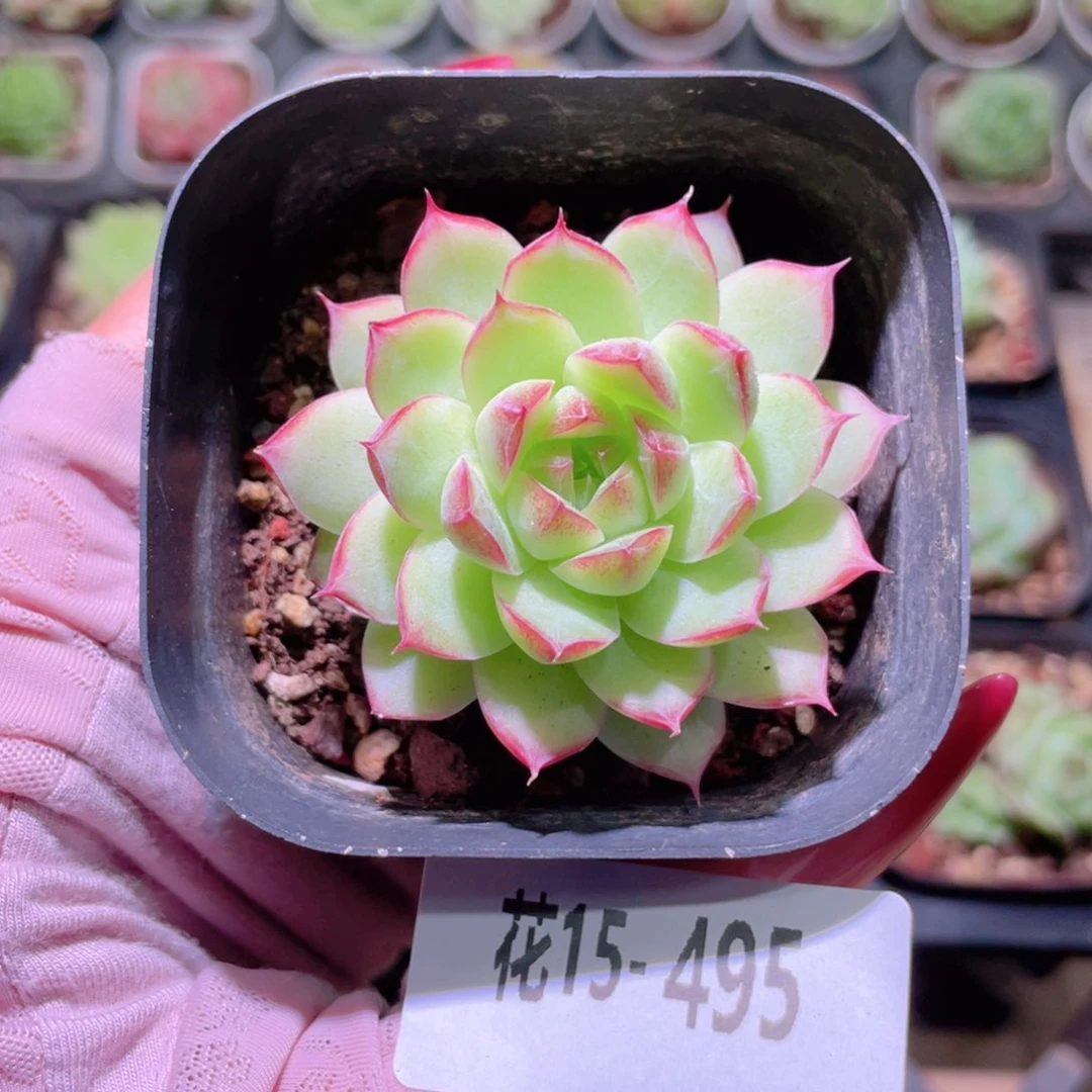 花利美15-495女王玫瑰
