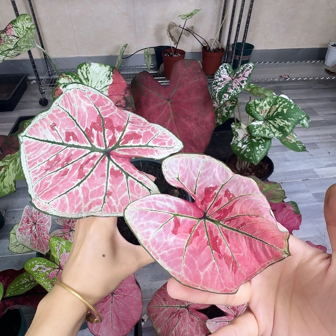完全开放    75雅哈哈