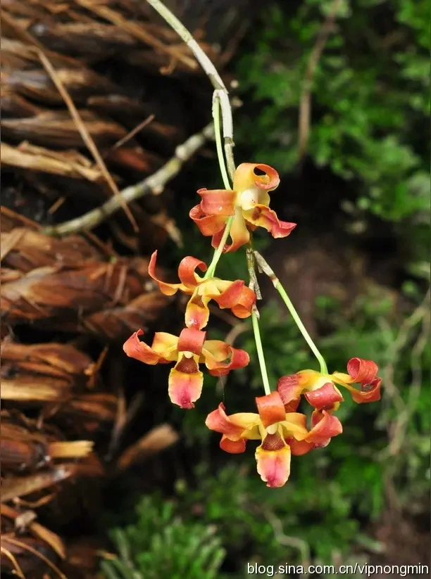 特别稀少名贵品种梵净山石斛兰花卉盆栽基地直发浓香大花洋兰