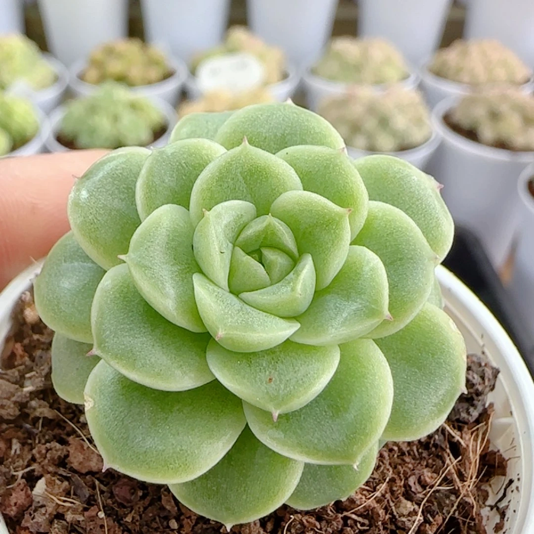 1113-119（优选麦杆）