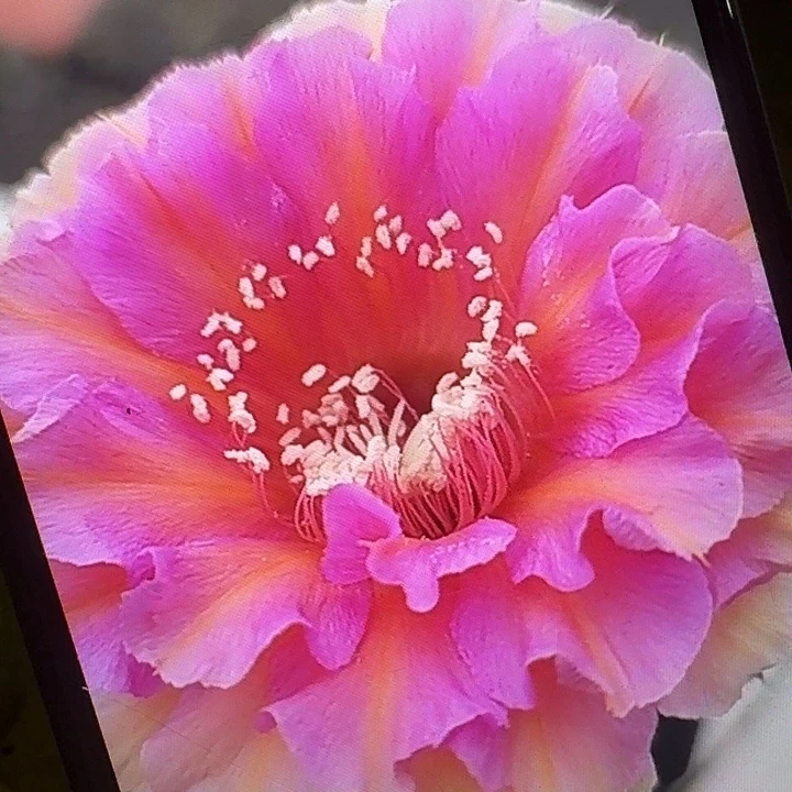 水仙006侧芽4公分左右彩草20包邮