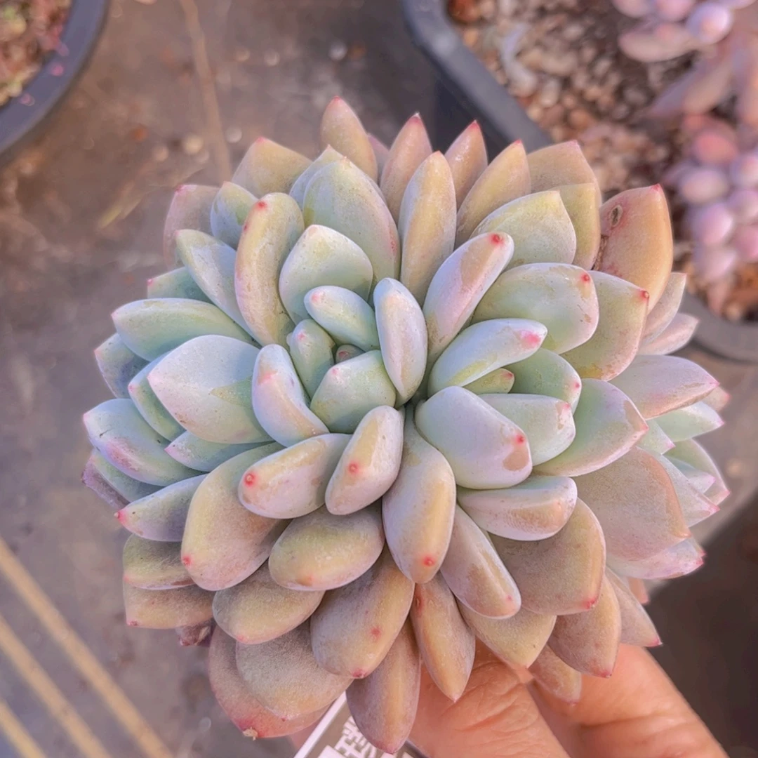 奥橙朵朵缀03107多肉植物